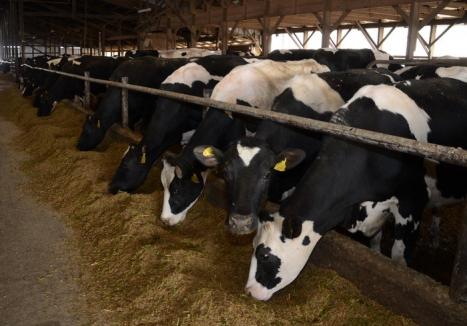 "Înregistrarea" vacilor: Doar 500 de fermieri din circa 8.000 şi-au înscris bovine la APIA 